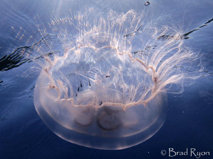 Moon jellyfish with juvenile fish lit by the sun by Brad Ryon 